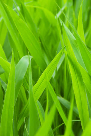 Grassの写真素材