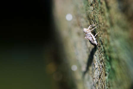 insect shell on concrete wallの写真素材