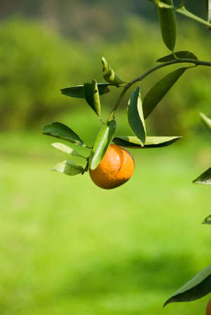 ripen juicy orange with leaves on branchの写真素材