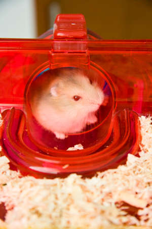 Cute brown dwarf hamster sit in red tunnelの写真素材