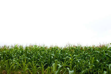 Isolate sky and Corn fieldの写真素材