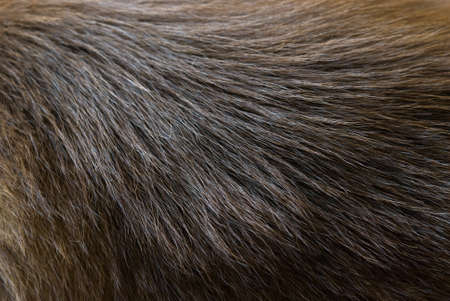 Deep brown dog fur textureの写真素材