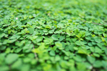 fresh green leafs pattern and background