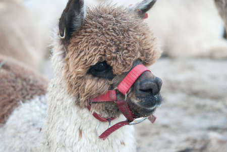 Portrait of brown and white fur Alpacaの写真素材