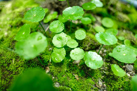 Small refreshment  foliage with moss on the rock