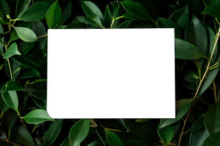 Blank white postcard placed on top of bush can be use as Mockup or Template (Ready with Clipping...