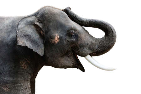 Isolated photo of  Asia Elephant with lifted trunkの写真素材