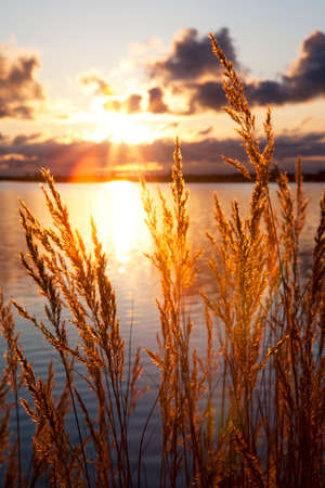Spikes on the background of dawn and water