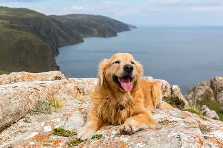 Golden Retriever lies on a stone in the summer against the lakeの写真素材