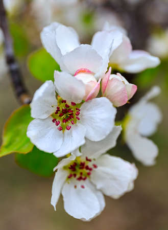 Apple flowersの写真素材