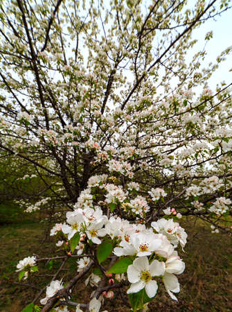 Apple blossom in springの写真素材