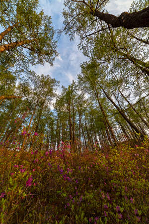 blooming rhododendron and trees stretching into the sky