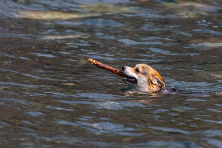 Welsh Corgi floats with a stick in his mouthの写真素材