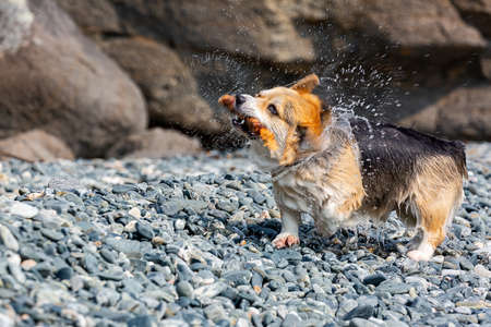 Welsh Corgi with a stick in his teeth shakes off the waterの写真素材