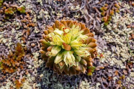 Hare cabbage (top view)の写真素材