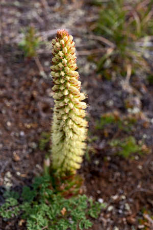 Hare cabbage (side view)の写真素材