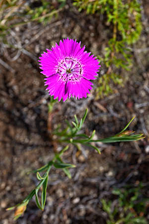 Carnation wild (Dianthus deltoides)の写真素材