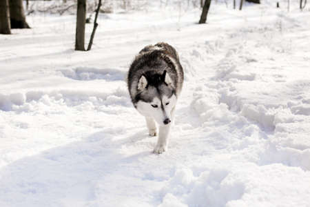 Around snow huski ia searching somethingの写真素材