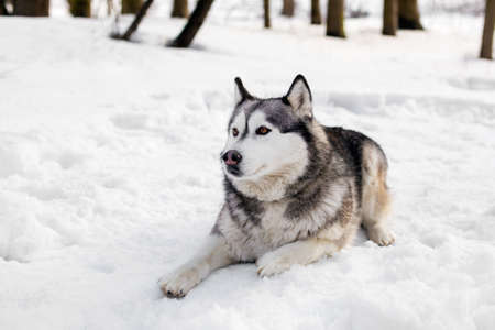 Huski  is having little rest around  snow with treesの写真素材