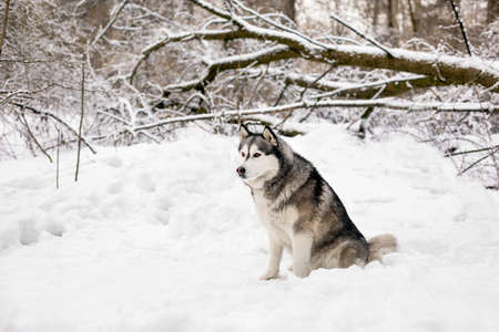 Huski is sitting on snow around the forest with treesの写真素材