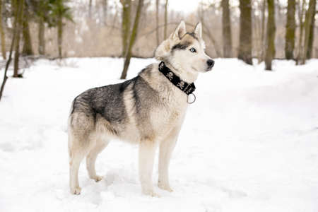 Cute huski with collar is standing against of white snow with treesの写真素材