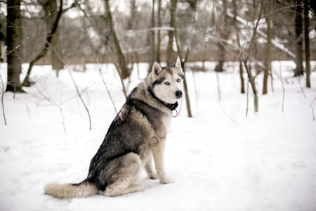 Huski is sitting on white snow around the forest with a lot of treesの写真素材