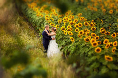 Wedding couple holding each other on the field in sunflowersの写真素材