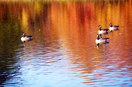 Lovely floating Geese in Marylandの写真素材