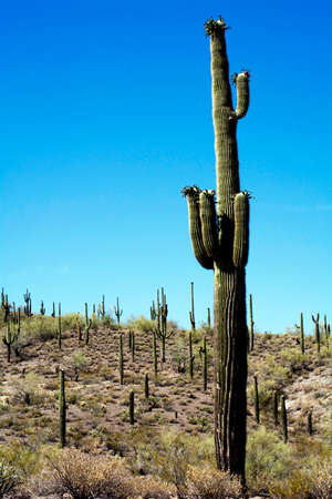 Huge 20 feet tall Saguaro Cactus in Morristown, Arizona, USA の写真素材