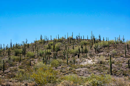 Saguaro Cactus Forest in Morristown, Arizona, USAの写真素材