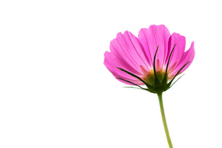 Pink Cosmos Flower with Stem Isolated on Whiteの写真素材