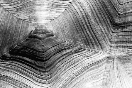 Close up of the Turtle Shellの写真素材