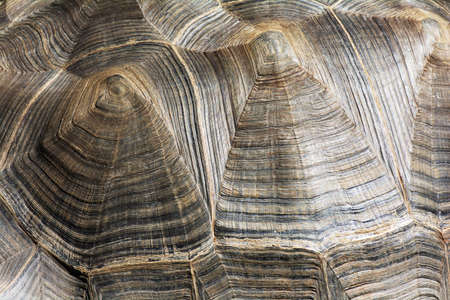 Beautiful Pattern on Turtle Shellの写真素材