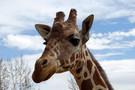 Cute Face of Giraffeの写真素材
