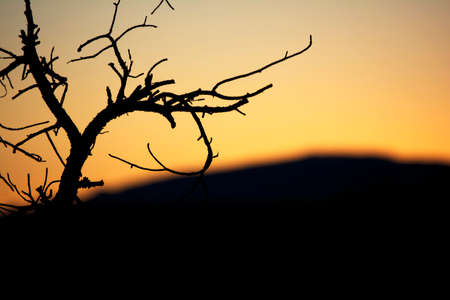 Tree Branches Silhouette on Orange-yellow backgroundの写真素材