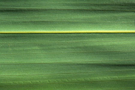 Abstract Macro Leaf Texture Background Patternの写真素材