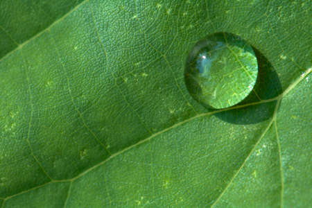 Macro Water Drops Pattern on Leaf Texture Backgroundの写真素材