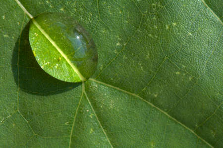 Macro Water Drops Pattern on Leaf Texture Backgroundの写真素材