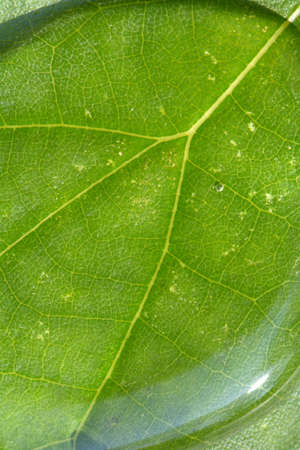 Macro Water Drops Pattern on Leaf Texture Backgroundの写真素材