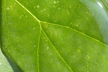 Macro Water Drops Pattern on Leaf Texture Backgroundの写真素材