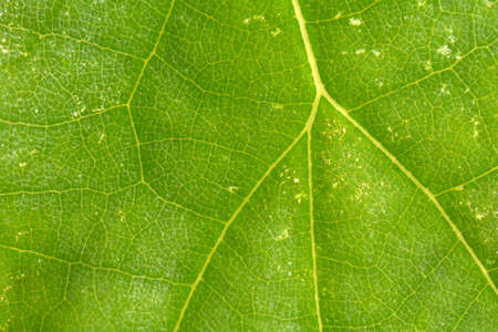 Macro Water Pattern on Leaf Texture Backgroundの写真素材