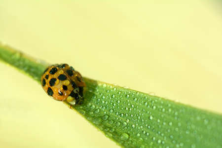 Macro Ladybug and Water Drops Pattern on Leaf Texture Backgroundの写真素材
