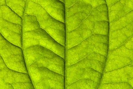 Piper Sarmentosum Leaf Texture Backgroundの写真素材