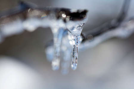 Pretty Crystal Icicle hanging from the tree branch and the abstract Bokehの写真素材