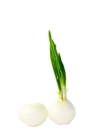 Yellow Onion Bulb with Growing Green Spring Leaves Isolated on White Backgroundの写真素材
