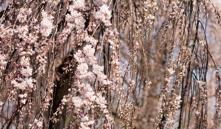 Close up Pink Cherry Blossoms Hanging down the Treeの写真素材