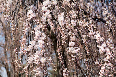 Close up Pink Cherry Blossoms Hanging down the Treeの写真素材