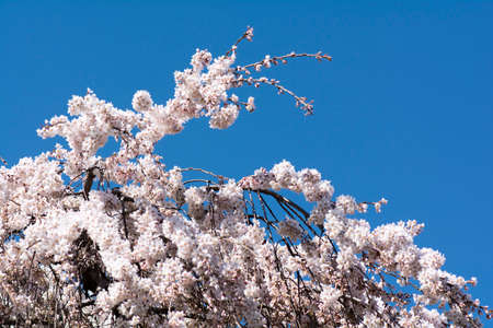 Close up Pink Cherry Blossoms Hanging down the Tree on Blue Sky Backgroundの写真素材