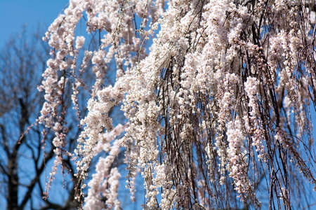 Close up Pink Cherry Blossoms Hanging down the Tree on Blue Sky Backgroundの写真素材