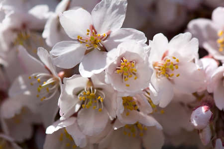 Close up Macro Pink Cherry Blossoms with blur flower Backgroundの写真素材